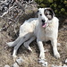 Gipfelbereich Dinara - "Hund Nr. 2". Gerade aus Glavaš mit 4 anderen Bergfreunden und seinem vierbeinigen "Kumpel" angekommen, macht er es sich erstmal bei uns gemütlich.
