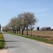 Blütenallee mit Windmühle