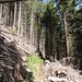 intensiv ausgeholzt, die Wegspur hinunter im Lüpersbergwald