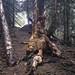 Interessanter Baumstumpf beim Aufstieg