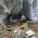 Kuhloch, vor 13000 Jahren Bachbett des Alvierbachs, heute 200Hm über dem Bach