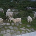 amiche pecore