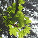 Spitzahorn (Acer platanoides), der Bergahorn hatte noch keine Blätter
