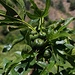 Unreife Früchte der Echten Feige (Ficus carica).