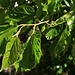 Unreife Weisse Maulbeeren (Morus Alba). Die Früchte sind sehr lecker, aber einmal gepflückt nicht lange haltbar. Die Blätter sind die Hauptnahrung von Seidenraupen. Der Baum stammt ursprünglich aus China.