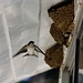 Mehlschwalbe (Delichon urbicum) im Anflug zu ihrem Nest unter dem Dach des Tróodos-Hotels. Die Vögel bauen ihre Nester aus Lehmkügelchen.
