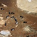 Mehlschwalbe (Delichon urbicum) beim Aufsammeln von feuchten Lehmkügelchen die sie für den Nestbau als Baustoff verwenden.