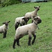 neugierige junge Schafe