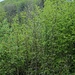 Blick zur Gisliflue