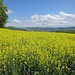 Veltheimerberg