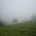 a zonzo nella nebbia