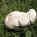 Gigantesco fungo appartenente al genere Lycoperdon