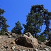 Unterwegs im wunderschönen Gebirge Τρόοδος (Tróodos).<br /><br />Dir vom Wetter gezeichneten Bäume sind eine Unterart der Schwarzkiefer (Pinus nigra ssp. pallasiana).