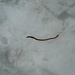 Es gibt Leben im Schnee - ein dicker Regenwurm
