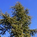 Die Zypern-Zeder (Cedrus brevifolia) kommte endemisch nur im Gebirge des Τρόοδος (Tróodos) und an zwei weiteren Stellen oberhalb 1350m auf der Mittelmeerinsel vor. Das  natürliche Verbreitungsgebiet der Zypern-Zeder ist lediglich fünf Quadratkilometer gross und der Baum gilt als gefährdete Pflanze. <br />
