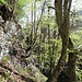 wunderschöner Bergwald 