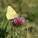 A butterfly on a red clover