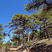 Schwarzkiefern. In der Sierra de Cazorla befindet sich der grösste Bestand von Spanien dieses Baumes 