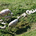 6 baby sheep and their mothers