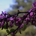 Blühender Gewöhnlicher Judasbaum (Cercis siliquastrum) in Πάνω Πλάτρες (Páno Plátres). Die Pflanze ist heimisch in Vorderasien und im Mittelmeerraum, wächst angepflanzt aber auch in milderen Gegenden Mitteleuropas.