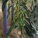 Früchte einer der Blaublättrigen Akazie (Acaia cyanophylla). Der kleine Baum ist in fast ganz Zypern eingebürgert und stammt  ursprünglich aus Australien.