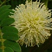 Weisskopfmimose (Leucaena leucocephala) am Wegesrand in Αγία Νάπα (Agía Nápa). Die Art stammt ursprünglich aus Mexiko und Mittelamerika.<br /><br />
