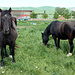 Vor Donnerskirchen nehmen wir eine Variante, und bewundern bei einem Bauernhof die schönen Pferde.