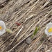 schön, wie sich die Krokusse durchs trockene Gras "arbeiten"