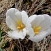 apart, diese Krokusse