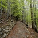 noch eine hübsche Waldpassage mit dem angenehmen Fahrweg