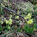 Waldfrühling