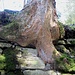 ... mit kräftigem Baum an exponierter Stelle