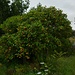 Mandarinenbaum (Citrus reticulata) in Lapta.