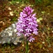 Unbekannte Orchideenart im Beşparmak. Einige der vielen hier wachsenden Orchideenarten sind hier endemisch.<br /><br />Vielleicht kennt jemand diese Spezies?