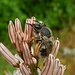 Eine Biene auf den Blüten des Ästigen Affodill (Asphodelus ramosus).