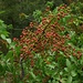Terpentin-Pistazie (Pistacia terebinthus). Der Strauch oder kleine Baum kommt im Mittelmeergebiet in offenen Wäldern und Macchien oder Bergstufen vor und wächst meist auf Kalk.
