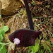 Dioscorides-Aronstab (Arum dioscoridis). Die Pflanze kommt in der Südtürkei, Zypern und den Ländern des Nahen Ostens vor.