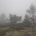Strange atmosphere around the pines