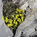 "herz-(förm)ig" eingebettet in eine Felsritze, das Immergrüne Felsenblümchen