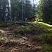 Waldpfad auf dem "Geländerücken" zu Fuchses Schwyberg