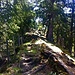Waldpfad auf dem "Geländerücken" zu Fuchses Schwyberg