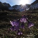 Soldanella alpina im Gegenlicht der über den Hochblassengrat spitzenden Sonne.<br />Es gibt ganz viele Namen für diese Blume: Almglöckerl, Eisglöckerl, Roßgleggli, Schneenagelen, Guggerchäs, Schneereaserl, Tüfelsgsichtli, Troddelblume und viele mehr. Egal wie man sie nennt, schön ist sie!