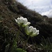 Alpen-Hahnenfuß unter dem Roggentalsattel<br />Diese Blume blüht laut aller meiner vielzähliger Blumenführer erst im Juni, aber die Blüte und Blätter sind eindeutig, es kann nur "Ranunculus alpestris" sein....Seltsam in diesem späten Frühling....