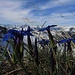Frühlingsenzian mit super Bergpanoramablick am Grat 