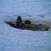 Die Murmeltiere sind schon wach und sitzen auf ihren Bauen mitten im Schnee, ein seltsamer Anblick.