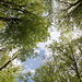 Unterwegs im Nacionalni park Plitvička jezera (Nationalpark Plitvicer Seen) - Frühling. Die Buchen in den dichten Wäldern am Rand der Seen tragen frisch-grüne Blätter.