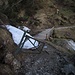 11.05.2012 nach dem heftigen, schneereichen Winter gibt es einige Lawinenschäden auch am Schützensteig, hier am Wasserfall kurz vor dem Tal der Jägerhütten. Hier lagen auch 2 verbogene Skistöcke herum....was das zu bedeuten hat?