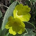 Aurikel, Gamsbleaml, Flueblüemli, Gelber Speik, Kofelrose, Stoanbleaml, Zolitsch...nur ein paar Namen, die es für diese schöne, hellgelbe, wie mit Mehl bestäubte Blume mit zum "Schlund hin weißer Krone" gibt: Primula Auricula.
