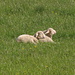 Die Schafe geniessen die Sonne