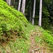 Schönes Waldweglein im Spirenwald